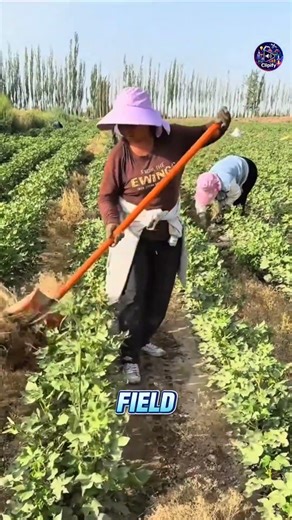 How Cumin Is Harvested in Xinjiang 🌿