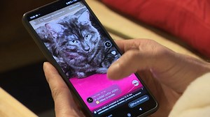 Pourquoi les chats sont-ils devenus les stars des réseaux sociaux ? - RTBF Actus