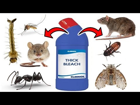 How To Get Rid of Pests With BLEACH - (ANTS, MICE & RATS, DRAIN FLIES, COCKROACHES, MOSQUITOES.....)