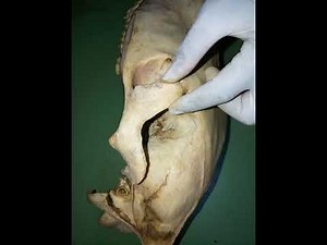 EQUINE SKULL