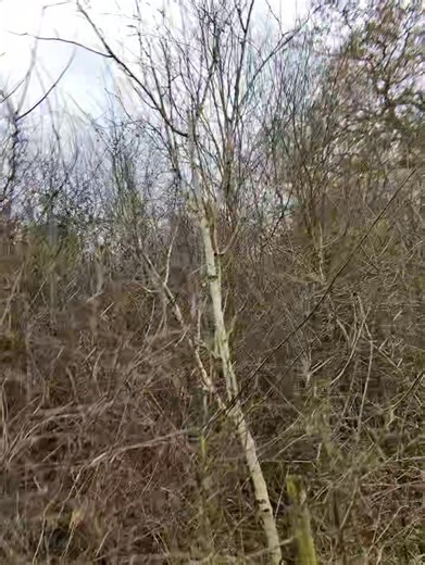 First review on the Meta glasses: sponsored by Haggis and Tony Robson 🕶 | Mattlefrog