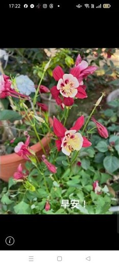 #請安#美圖 2026 02 14 17 21 51