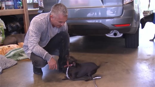Cesar rescues an overwhelmed dog | Dog Whisperer with Cesar Millan
