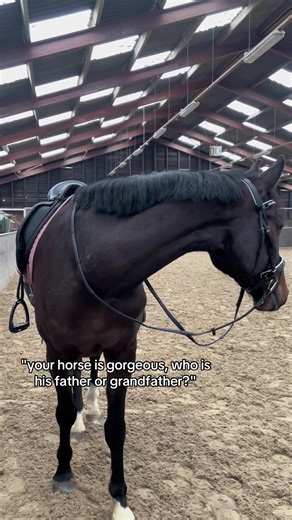 de niro & gribaldi 😛 #equestrian #horsetok #horseriding #hearthorse #horsegirl