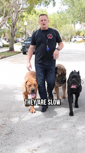 173K views · 4.8K reactions | Top 3 XL Dog Breeds We Recommend #dog #dogs #puppy #doglife #doglover #fyp #englishmastiff #newfoundland #saintbernard | American Standard Dog Training | Facebook