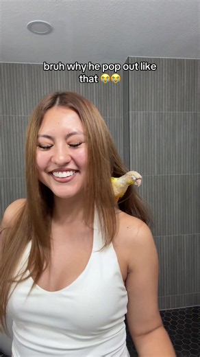 Funny Bird Surprise: Green Cheek Conure Pops Out Like That