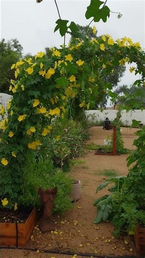 Growing luffa on a trellis. #gardening #garden #flowers #plants #vegetables #nature