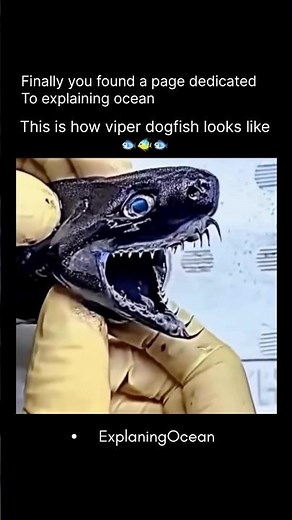 One of the rare viper fish 🤔 #ocean #educational