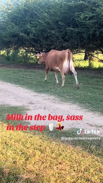 Insémination des Vaches: Vie à la Ferme