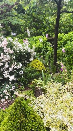 When life gives you 🍋… you plant a whole Lemon Lane! @potagerblog is showing off a dreamy combo with Miss Lemon™ Abelia, Lemon Lime™ Nandina a splash of Better Boxwood™ 💛 Honorable mention: her humungous It’s a Breeze® Rose 🌹 (thriving so hard it needs a little haircut to fit the space 👏). Talk about good conditions even better color! 💫 | Southern Living Plant Collection