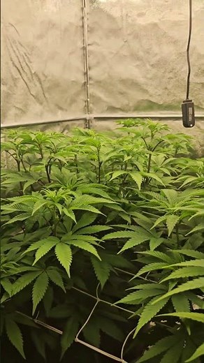 Flowering Day 7 - Barney's Farm Mimosa x Orange Punch