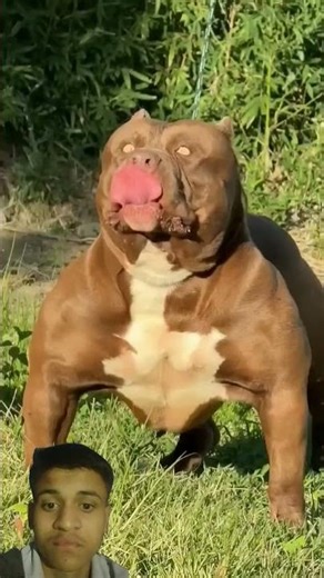 Pitbull vs sap #trendingshorts #pitbull #viral #animals #shortvideo #shorts #popular #viralvideo
