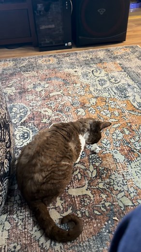 Me being silly. Making my Dad laugh. #devonrex #devonrexcat #devonrexkitten #devonrexofinstagram #gamingpc #cat #cats #kitty #playing #funnyvideos #fun #funny | Carl Mickelson