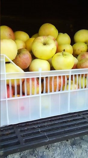 How to Store Your Apple Harvest | A Simple Story of Winter Apples #healingharvestlog #homestead