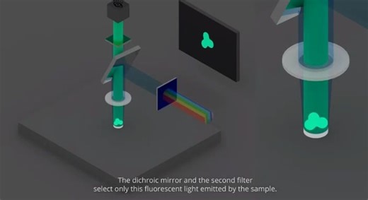 【搬运英文】confocal共聚焦显微镜原理，3D图像！