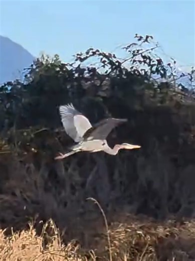 a Heron lands on the Beaver lodge and we look to the snow-capped mountains towards the east! #bird #birds #mountain #mountains #views