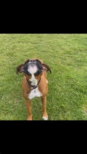 Visit >>> https://pureboxerpuppies.com Boxers are known for their playful energy, loyal hearts, and endless affection—and these little ones are no exception. Each pup has its own silly personality, full of love, wiggles, and plenty of kisses to give. They’ve been raised with care, and we’re hoping to match them with families who will give them the same unconditional love they give so freely. #boxerdogs #boxerlovealways #fawnboxerdogs #boxerpuppies #boxerlovers #cutepuppies #boxerrescue #rescue #