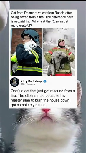 pov: the russian cat had a masterplan 💀 | funny memes | dank memes | viral memes