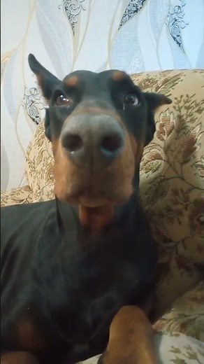 Soft Whining & Emotional Dog Sounds - ASMR Doberman