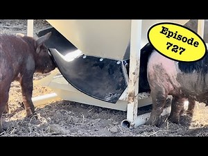 Ultimate Pig Feeder is Done and it’s Spectacular!