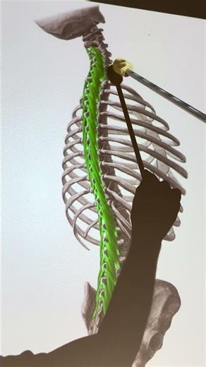 Multifidus #kinesiology #anatomy #anatomystudy #biomechanics