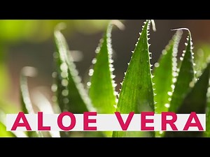 10 Benefits Of Using Aloe Vera On Your Face