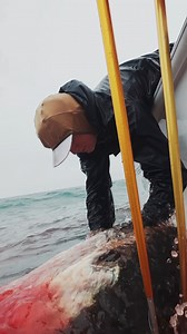 First giant bluefin tuna on the new 29 Freeman. Full episode out now on OIFC TV YouTube: https://youtu.be/boi06eM-PYk?si=CJAws230GGJIpIUc | Ocean Isle Fishing Center