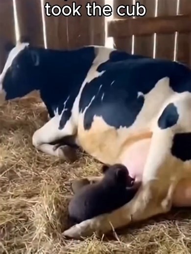 The Unexpected Bond Between a Cow and a Bear