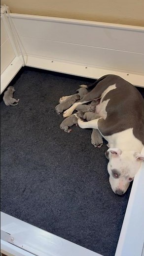 Boo’s 10 New Blue Staffy Puppies 🐾 | First Rescue Mission! (9th August 2025)