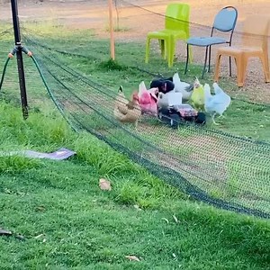 From May to October, 7 days a week you’ll be able to have a night like no other with Ben's Chicken Racing Tambo at The Royal Carrangarra Hotel Tambo Each evening at 5.15pm, Ben will introduce each of the ‘girls’ and provide a summary of their current racing form. If you can bid high enough at the auction, you can own a brightly coloured chicken for the duration of the race. Eight hens will compete, chasing a little cart filled with tasty delicacies around the course for four laps before the cham