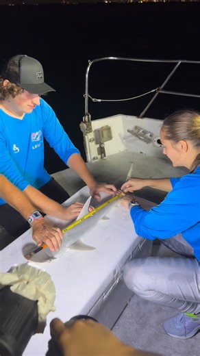 6-7 🤷‍♂️ #shark #sharks #sharkresearch #sharktagging #sharkweek #fieldwork #miami #florida #research #education #brainrot #sharklovers #saveoursharks #tiktokbrainrot #ocean | Shark Research at University of Miami