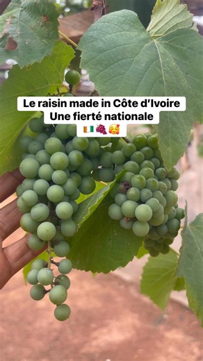 🍇 Le raisin made in Côte d’Ivoire, une fierté nationale 🇨🇮 Cultivé sur nos terres bénies, il prouve que l’Afrique peut produire le meilleur, avec passion, savoir-faire et innovation. De la vigne à la table, chaque grappe raconte l’histoire d’un pays qui croit en son potentiel agricole. 🌍💪 #RaisinCI #MadeInCIV #AgricultureModerne #PepiniereIvoire #FierteNationale #InnovationAgricole #FiersDetreAfricains #AgriBusiness #CotedIvoireProduit #VigneAfricaine #ConnectonsLAfriqueParLAgriculture | Pé