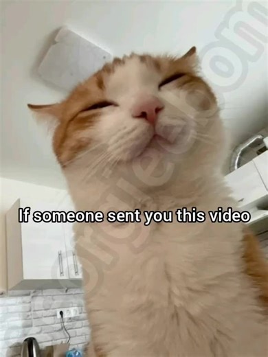 Larry The Cat: Hilarious Moments That Will Make You Smile