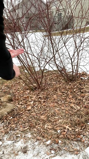 27K views · 409 reactions | ❄️ Did you know you can winter sow poppy seeds directly in the snow? Watch this reel to see just how easy it is! ✨Be sure to save & share this tip with your garden friends #poppyflower #wintergardening #poppies #seedsowing #gardentips #flowergardener #gardengatemagazine | Garden Gate Magazine | Facebook