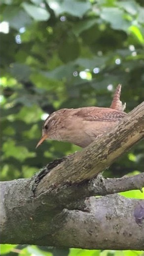 "Eurasian wren perches on a branch and calls from dense shrubs in the morning 🎶🪶🐦🌿"