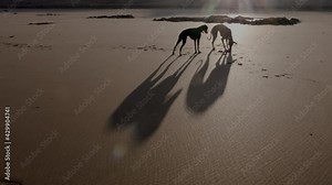 Silhouettes of two Sloughi dogs (Arabian greyhound, North African greyhound) with big shadows at the beach in Essaouira, Morocco.