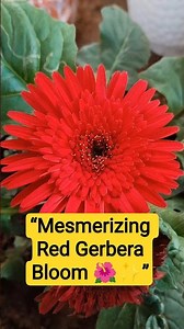 Red Gerbera Daisy Blooming Mesmerizing | Nature’s Beauty #shorts