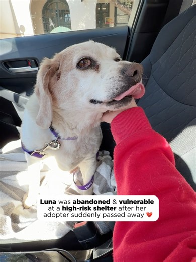 Luna is a 10-year-old beagle whose life changed overnight when her adopter passed away. She was left at a high-risk shelter—scared, alone, and covered in multiple masses. With her age and medical needs, her chances of getting out were heartbreakingly slim. 💔 We knew we had to step in. Now safe in a loving foster home, Luna urgently needs medical care to assess a large mass on her stomach and shoulder, several smaller ones on her head and near her eye, and ongoing issues with red, hazy eyes. Lun