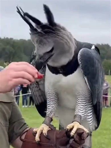 dumpster finder zone (@dumpsterfinderzone1)’s videos with original sound - dumpster finder zone