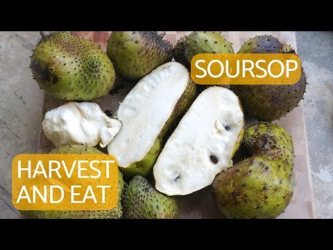 How to Harvest and Eat a Soursop/Guanábana