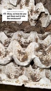 Cedric Sweet | How I get crickets out of the tank to feed my reptiles 🦎🐢 | Instagram