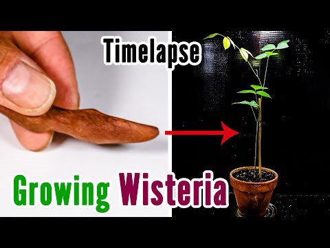 Growing wisteria vine from seed pod (40-day time lapse)