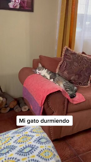 Floki ♥️ #foryou #fyp #parati