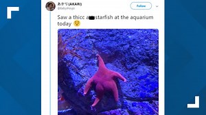 Photo of starfish with a 'big butt' goes viral... but is it a butt?