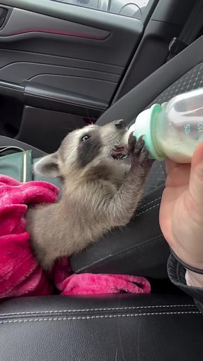 Adorable baby raccoon for sale on TikTok