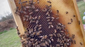 More than 15 bee colonies stolen from North Carolina beekeeper