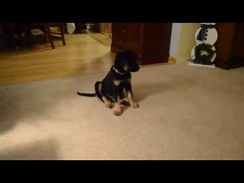 Lab Hound Mix Puppy - 11 Weeks