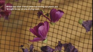 OLLOIS Thuja Occidentalis 30c, Organic, Lactose-Free Homeopathic Medicine, 80 Pellets (Pack of 1)