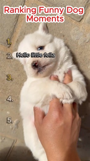Ranking 5 Cutest Puppies! #puppy #cute #ranking