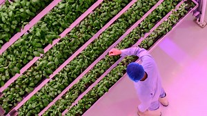 Uttarakhand: प्रदेश में अब इस्राइल कृषि तकनीक से होगी बागवानी...कम पानी में होगा फसलों का अधिक उत्पादन